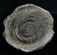 Inch Dactylioceras Ammonite In Concretion #2097-1